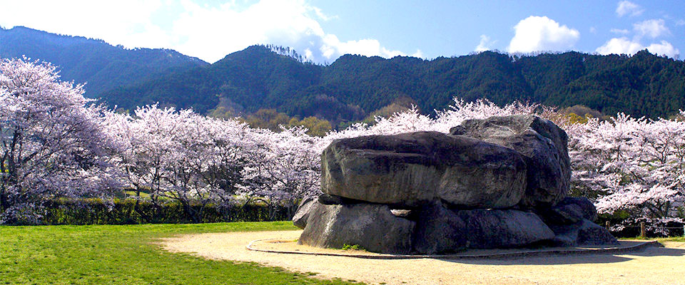 飛鳥の桜と石舞台