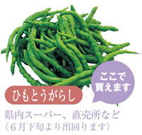 ひもとうがらし
