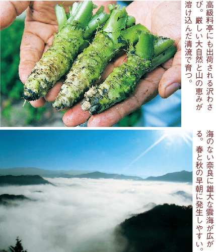 沢わさび