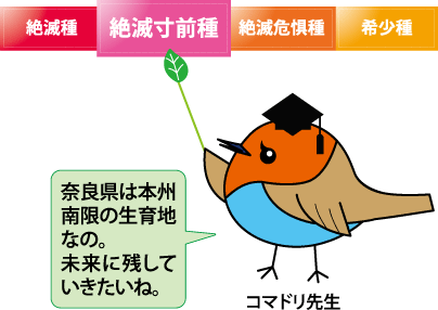 コマドリ先生