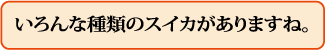 いろんな種類のスイカがありますね。