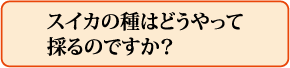 スイカの種はどうやって採るのですか?
