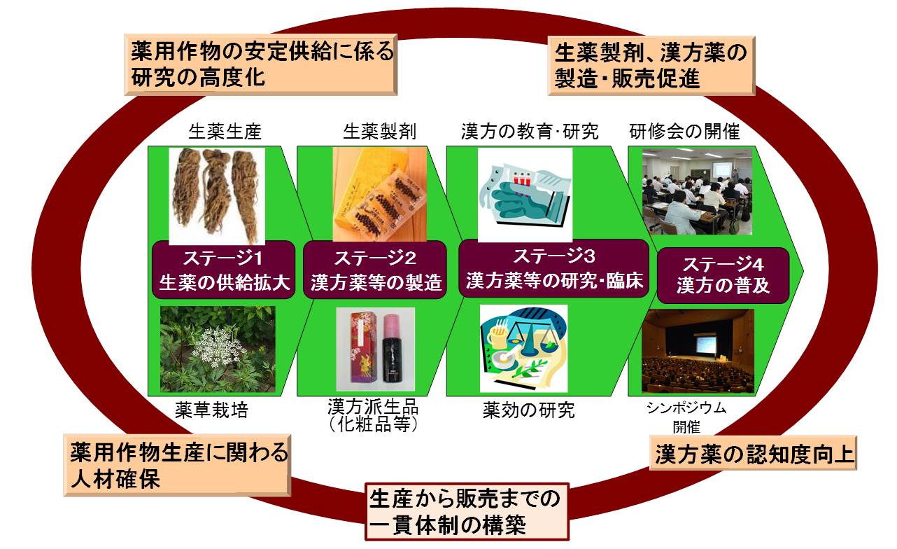 ステージに分けた取組~漢方のメッカ推進プロジェクト