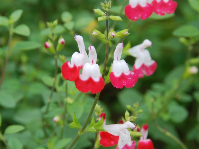 馬見花だより 6月 奈良県公式ホームページ