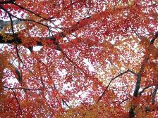 柿の木広場の紅葉