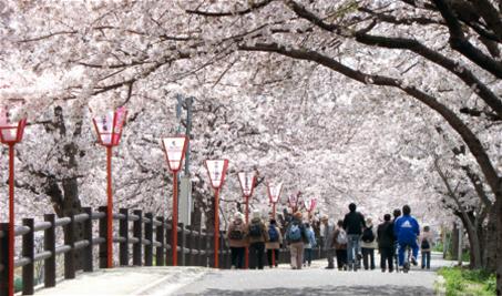 桜まつりの画像
