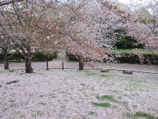 桜の花絨毯