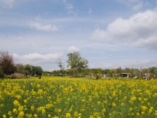 春の花畑のナノハナ
