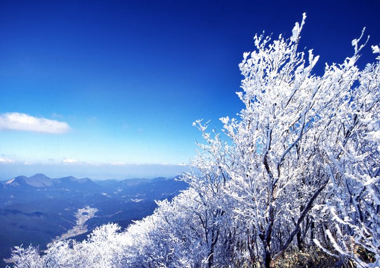 三峰山の霧氷の画像1