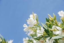 白い花もあります