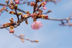 カワヅザクラが咲き始めました