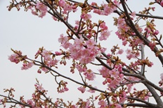 カワヅザクラが1から2分咲きです。