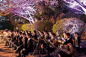 夜桜コンサート