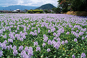 はじめての万葉集 奈良県公式ホームページ