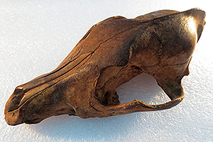 ニホンオオカミの頭骨