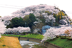 春は三室山が一面の桜で彩られます。