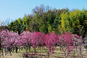 県営馬見丘陵公園「梅と桜の花回廊」