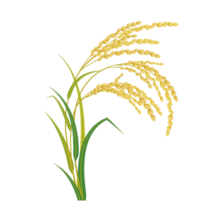 収穫量が多い稲