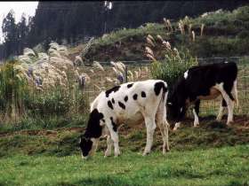 ススキと牛たち