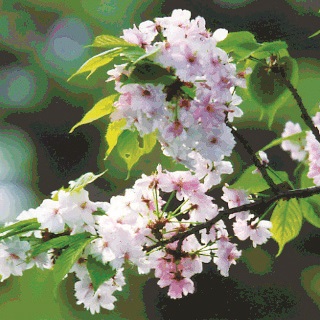 県の花 奈良八重桜の画像