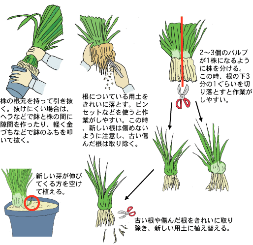 育て 方 シンビジウム