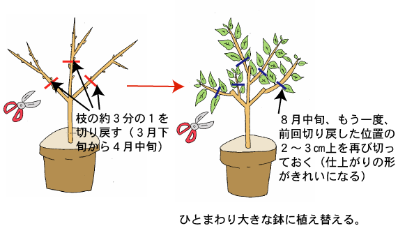 ポインセチアづくりのポイント 奈良県公式ホームページ