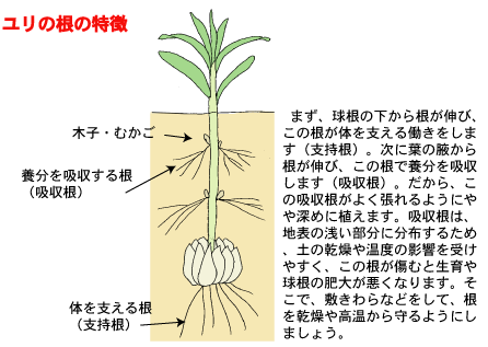 ユリづくりのポイント 奈良県公式ホームページ