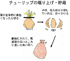 チューリップ球根の掘り上げ