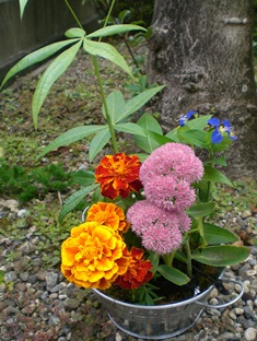 寄せ植え体験