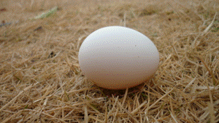初めての卵
