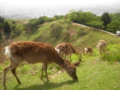 山頂の鹿2