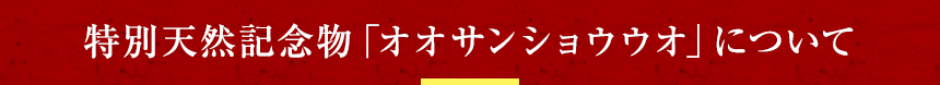 特別天然記念物「オオサンショウウオ」について