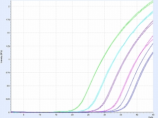 リアルタイムPCR