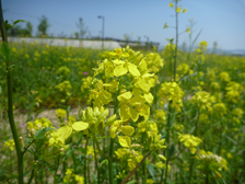 菜の花とからしな