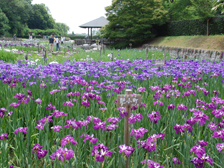 菖蒲園