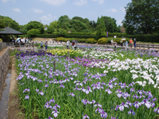 菖蒲園