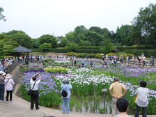 菖蒲園の様子