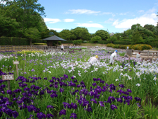 菖蒲園の様子