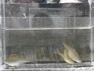 バラタナゴ