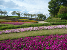 馬見花苑