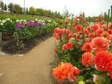 ダリア園