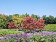 ハナミズキとエノキの紅葉