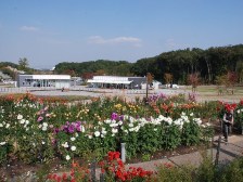 今日のダリア園の様子