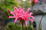 hana