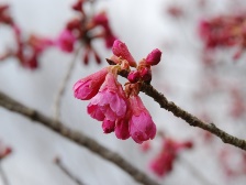 カンヒザクラ（寒緋桜）