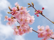 カワヅザクラ（河津桜）