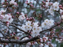 ソメイヨシノ開花