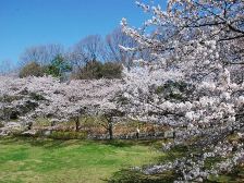 だんだん広場の桜