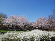 陽だまり広場の桜
