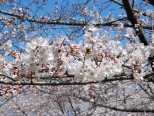 古墳の丘の桜